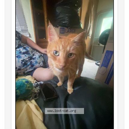 Photo 1/1 Max Chat perdu à Ruskin