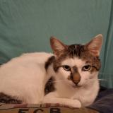 Photo de chat perdu à La Loupe