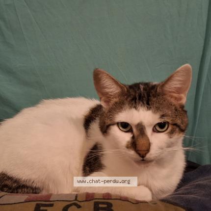 Photo 1/1 Tigrou Chat perdu à La loupe