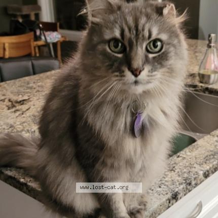 Photo 1/1 Gizmo Chat perdu à Sherwood park