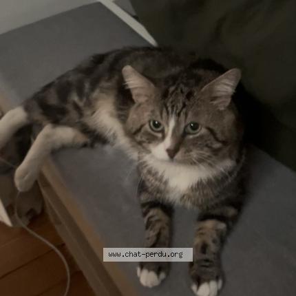 Photo 1/1 Gucci Chat perdu à Argenteuil