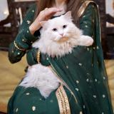 Photo de chat perdu à Lahore