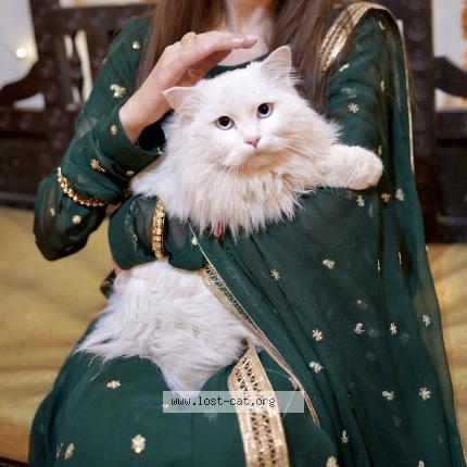 Photo 1/1 mysie Chat perdu à Lahore