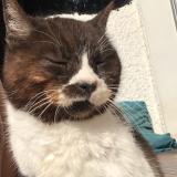 Photo de chat trouvé à Bordes