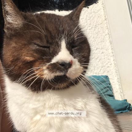 Photo 1/1 Chat trouvé Trouvé à Bordes