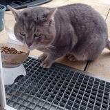 Photo de chat perdu à Lieusaint