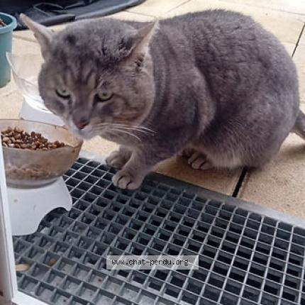 Photo 1/1 Loulou Chat perdu à Lieusaint