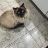 Photo de chat perdu à Montrond Les Bains