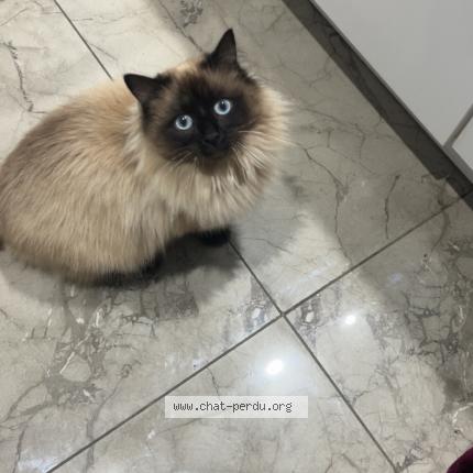 Photo 1/1 Snow Chat perdu à Montrond les bains