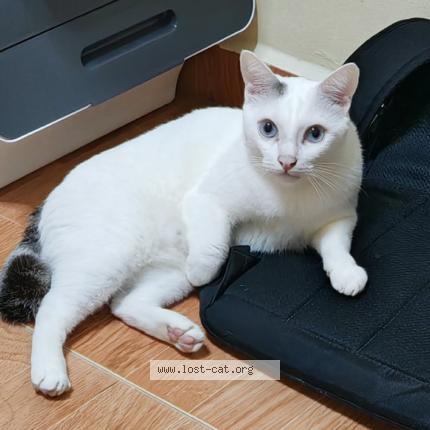 Photo 1/1 Twinkle Chat perdu à Singapore