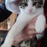 Photo de chat perdu à Ermont