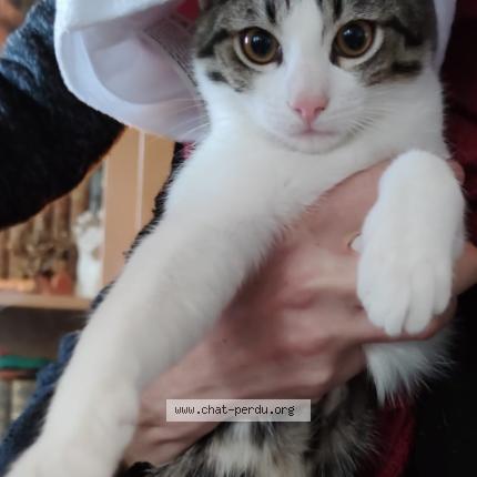 Photo 1/1 Tysha Chat perdu à Ermont