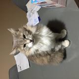 Photo de chat perdu à Royat