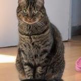 Photo de chat perdu à Chilly Mazarin