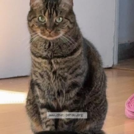 Photo 1/1 Iris Chat perdu à Chilly mazarin