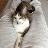 Photo de chat perdu à Etampes