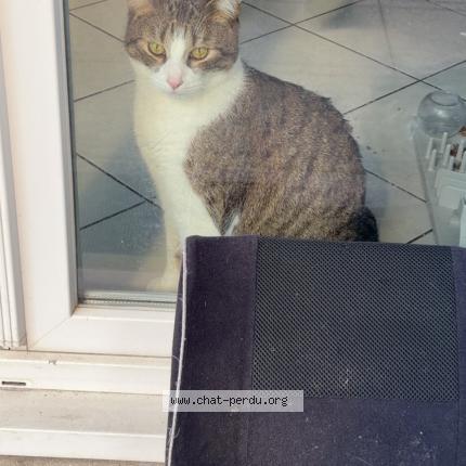 Photo 1/1 Milky Chat perdu à Eschau