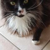 Photo de chat trouvé à Pencran