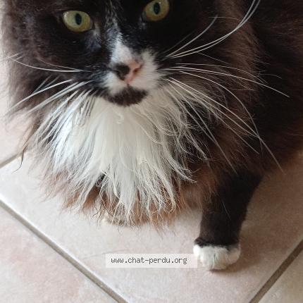 Photo 1/1 Chat trouvé Trouvé à Pencran