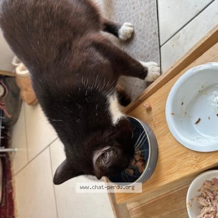 Photo 1/1 Chat trouvé Trouvé à Cuesmes