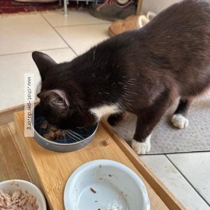 Photo 1/1 Chat trouvé Trouvé à Cuesmes