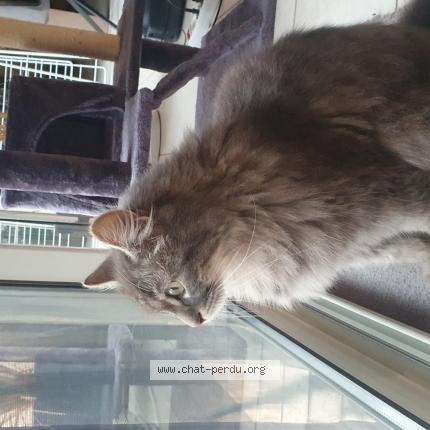 Photo 1/1 Mizo Chat perdu à Alignan du vent