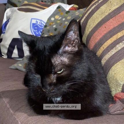 Photo 1/1 minouche Chat perdu à Sevrier