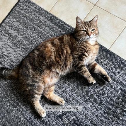 Photo 1/2 Zazie Chat perdu à Langrune