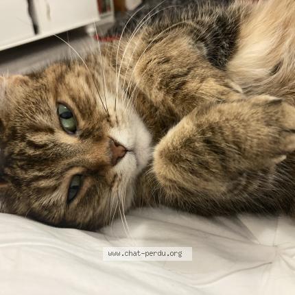 Photo 2/2 Zazie Chat perdu à Langrune