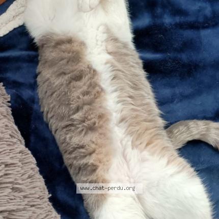 Photo 1/1 Noe Chat perdu à Selongey