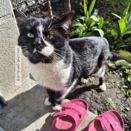 Photo 1/2 Chat trouvé Trouvé à Valenciennes