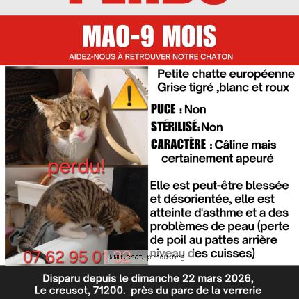 Photo de chat perdu à Le Creusot