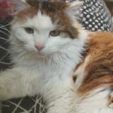 Photo de chat perdu à Wervick