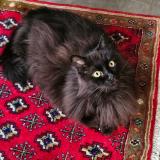 Photo de chat perdu à Pantin