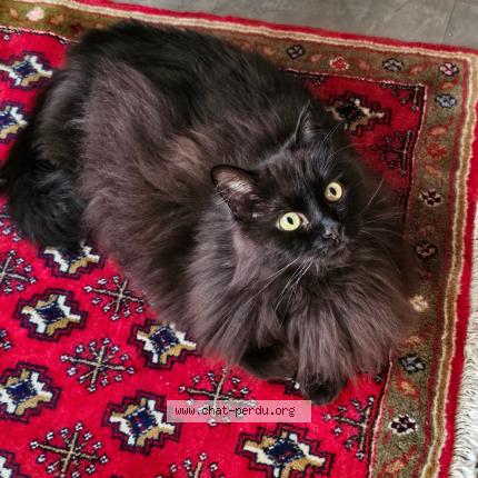 Photo 1/1 Fripouille Chat perdu à Pantin