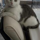 Photo de chat perdu à Bruges