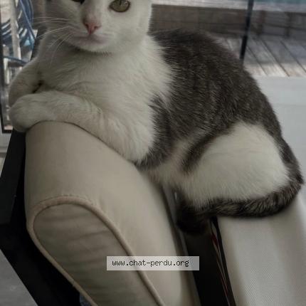 Photo 1/1 Romy Chat perdu à Bruges