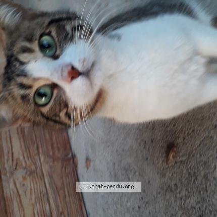 Photo 1/1 Chat trouvé Trouvé à Chomerac