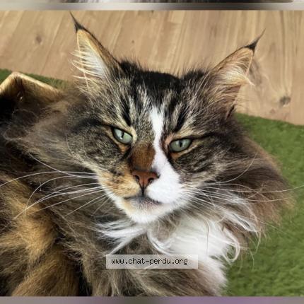 Photo 1/1 Natty Chat perdu à Cires les mello