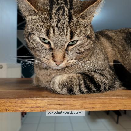 Photo 1/1 Ginett Chat perdu à Barlin