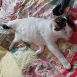 Photo de chat perdu à Faverges Seythenex