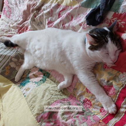 Photo 1/1 Miw Chat perdu à Faverges seythenex