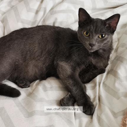 Photo 1/1 Archibald Chat perdu à Aouste sur sye