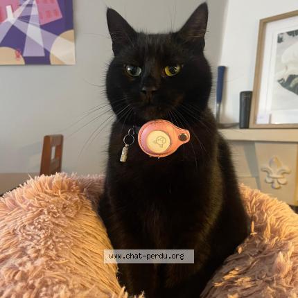 Photo 1/1 Lilith Chat perdu à Auderghem