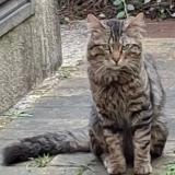 Photo de chat trouvé à Paris