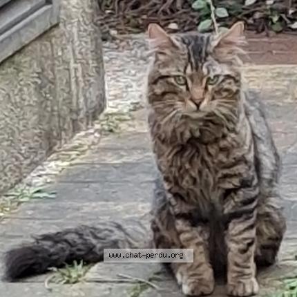 Photo 1/1 Chat trouvé Trouvé à Paris