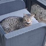 Photo de chat trouvé à Nantes
