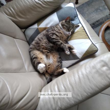 Photo 1/2 Charlotte Chat perdu à Dainville