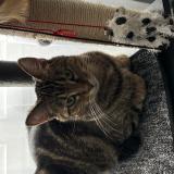 Photo de chat perdu à Les Alluets Le Roi