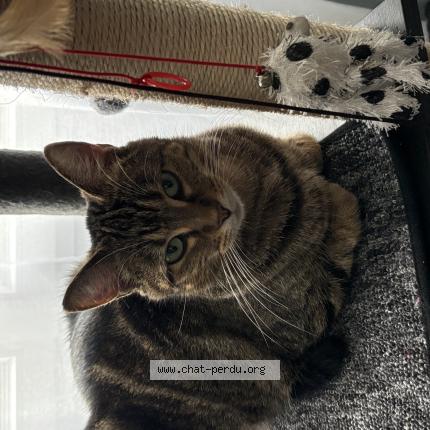 Photo 1/1 Pin up Chat perdu à Les alluets le roi